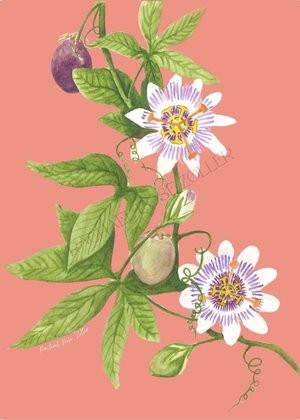 Passionflower Watercolor 5x7" Print
