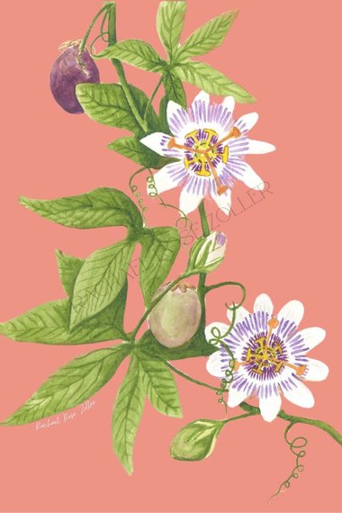 Passionflower Watercolor 5x7" Print